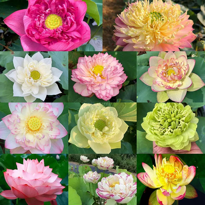 Premium Lotus Seeds - Grow Beautiful Lotus Flowers At Home