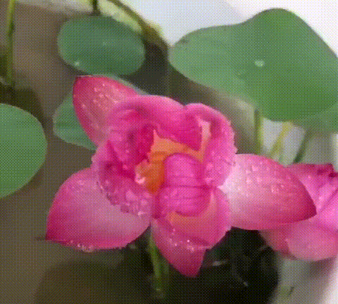 Premium Lotus Seeds - Grow Beautiful Lotus Flowers At Home