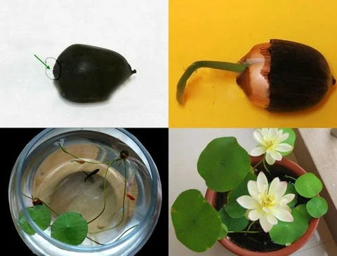 Premium Lotus Seeds - Grow Beautiful Lotus Flowers At Home