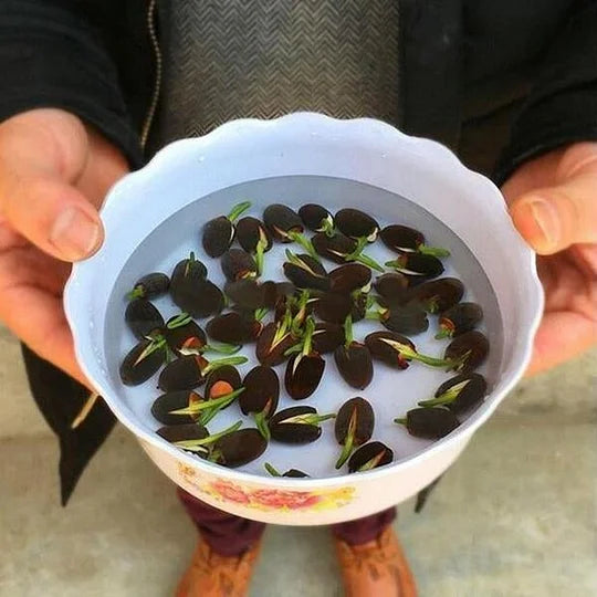 Lotus Seeds
